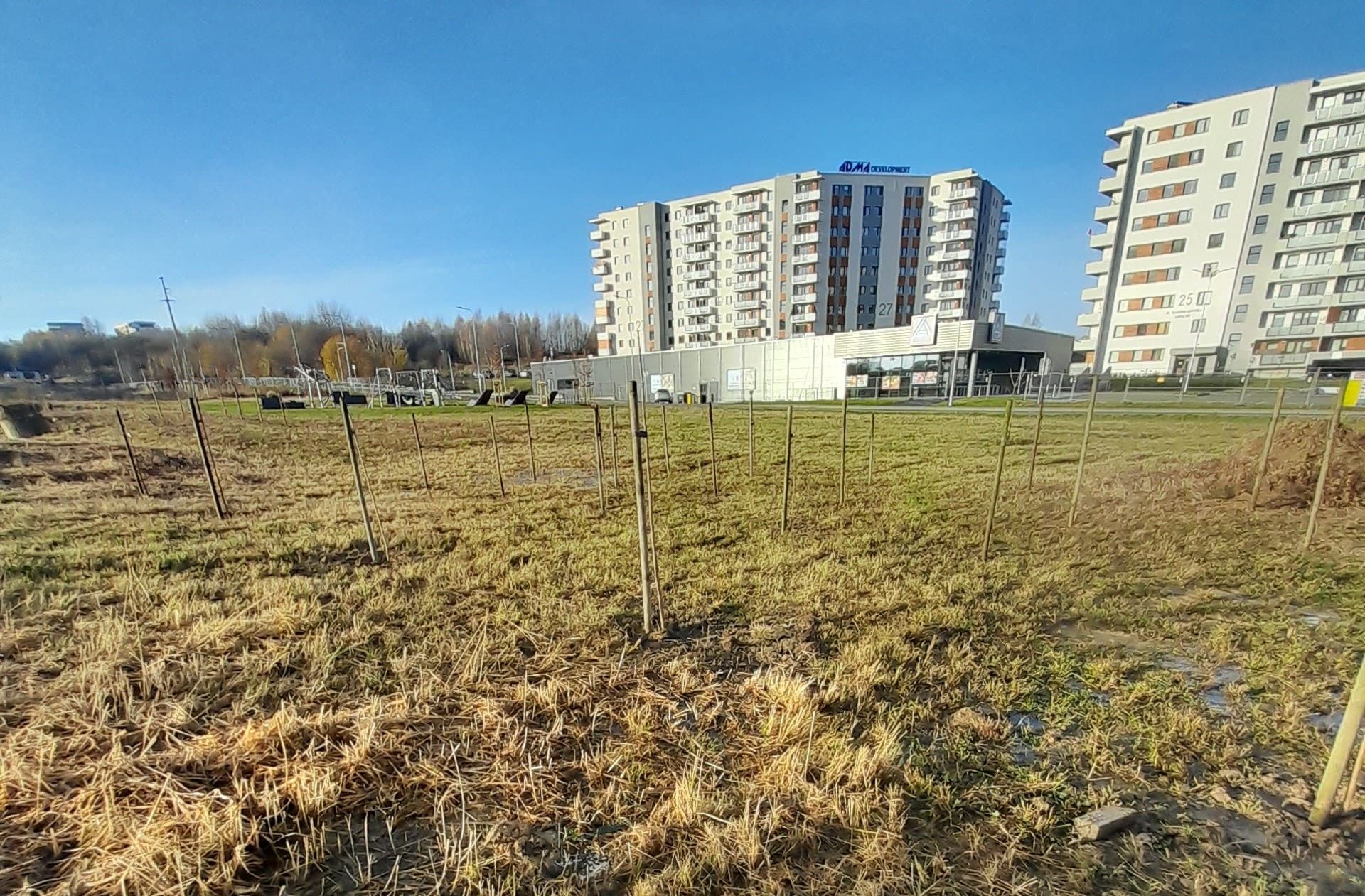 zdjęcie sadzonek na ul.Bydgoskiej w Rzeszowie